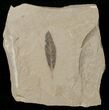 Cedrelospermum nervosum Fossil Leaf - Utah #16276-1